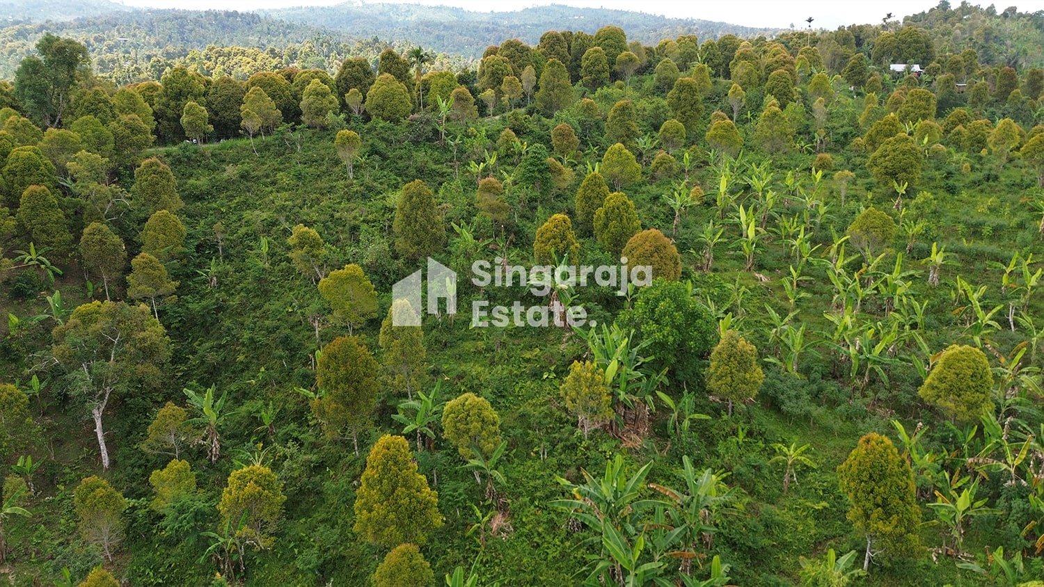 Tanah 5 Hektare View Laut di Dataran Tinggi Buleleng - Image 5